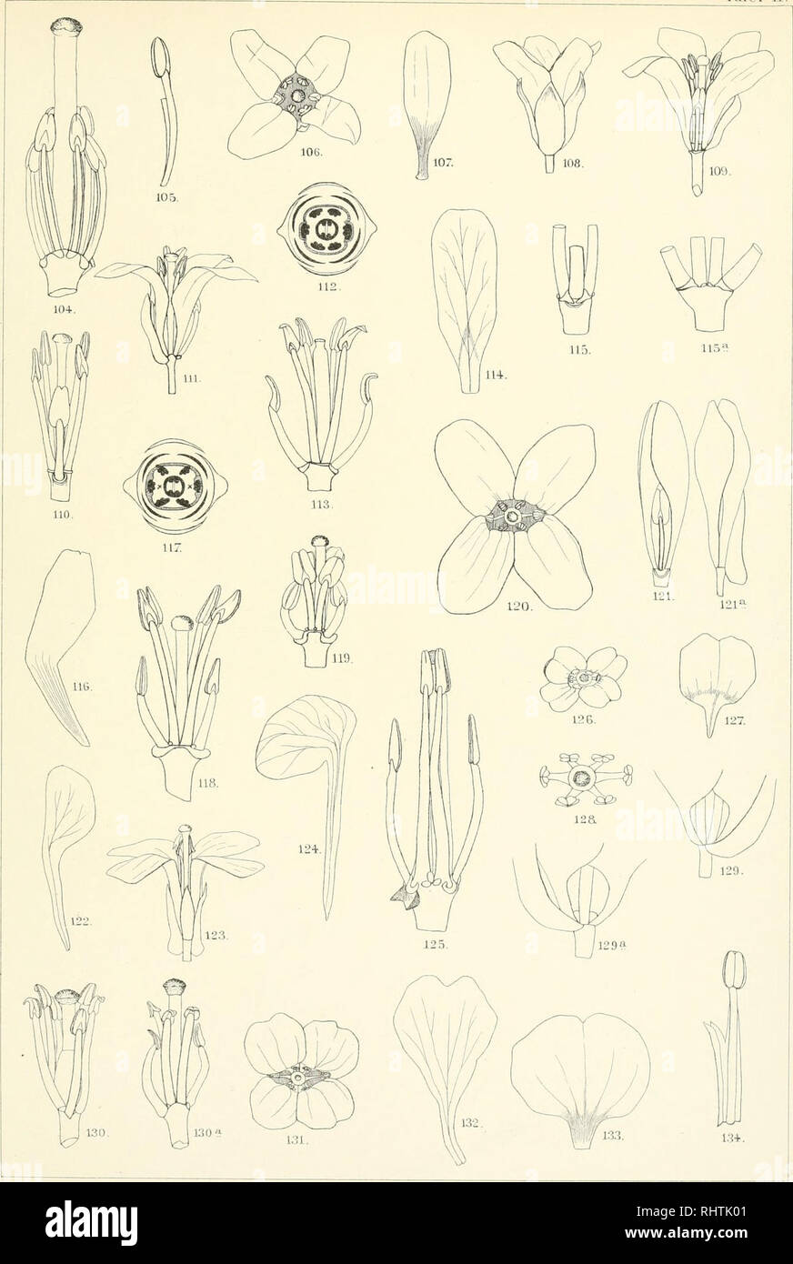. Bibliotheca botanica. Plants. Bibliotheca Botanica Heft 58. Tafel W.. lilhATisl.vCaTl EbneT,Slattgart. Fig. 104 u. 105 Arabis procurrens W. et K., Fig. io6—113 A. coerulea Haenke., Fig. 114—115a A. bellidifolia Jacq., Fig. 116—119 A. alpina L., Fig. 120 A. albida Stev., Fig. 121—123 A. Belliardieri DC. f. rosea, Fig. 12411. 125 Erysimum pumilum Gaud., Fig. 126—130a Alyssura podolicum Bess., Fig. 131 —134 A. montanum L.. Please note that these images are extracted from scanned page images that may have been digitally enhanced for readability - coloration and appearance of these illustrations  Stock Photo