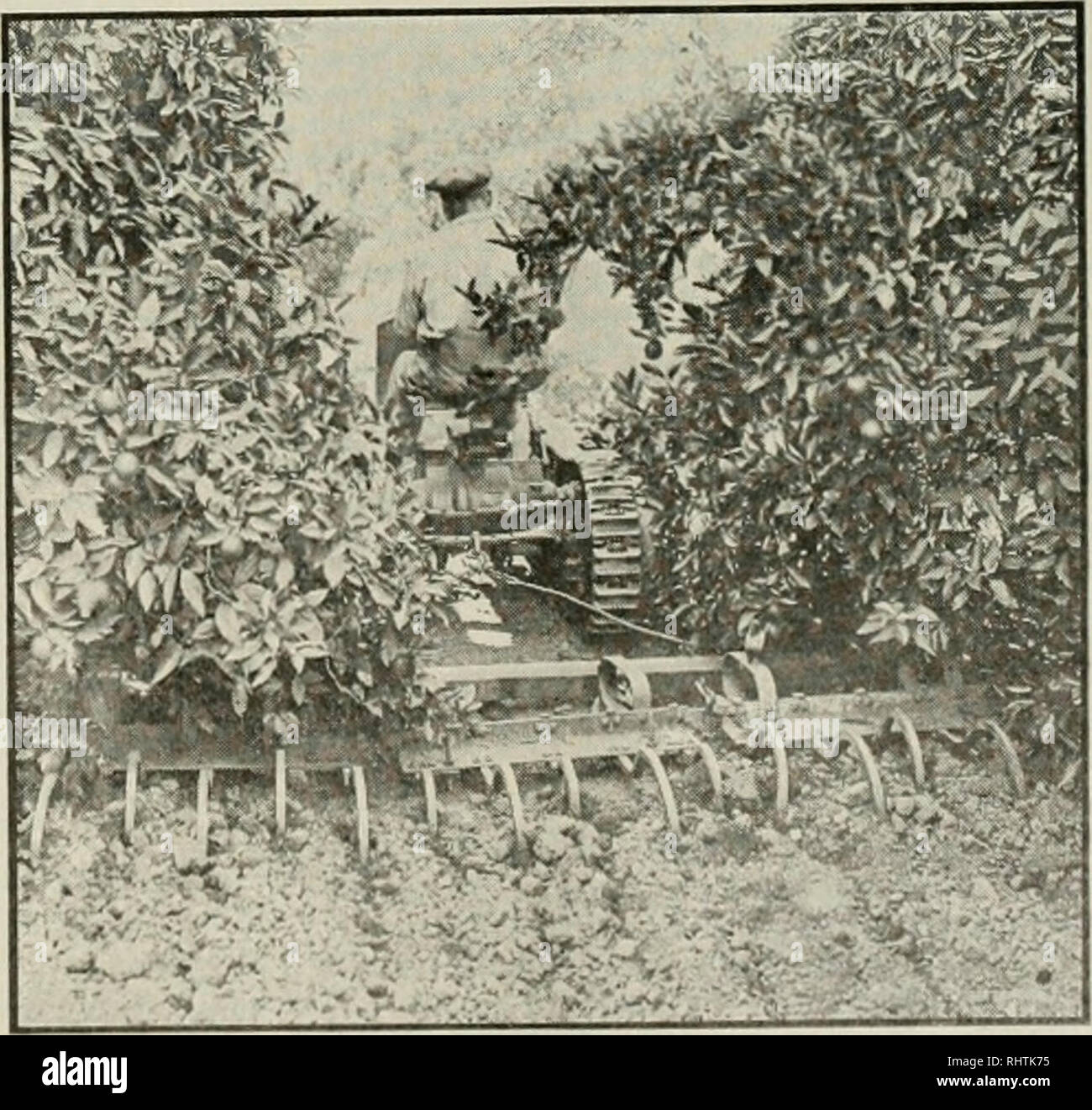 . Better fruit. Fruit-culture. Cleveland Tractor with three-gang goose-neck harrow cultivating 7 inches deep between trees Rear view of same Cleveland shown at left WHEN WRITING ADVERTISERS MENTION UETTER PRUIT. Please note that these images are extracted from scanned page images that may have been digitally enhanced for readability - coloration and appearance of these illustrations may not perfectly resemble the original work.. Washington State Apple Commission. Hood River, Ore. , Better Fruit Pub. Co Stock Photo