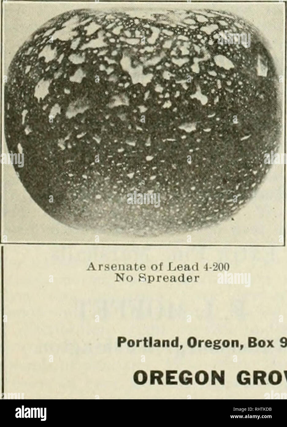 . Better fruit. Fruit-culture. March, 1921 BETTER FRUIT Small Fruit Diseases and Their Control By H. P. Barss, Plant Pathologist, Oregon Experiment Station LOGANBERRY Anthracnose: Small spots with light centers and dark margins on canes and leaves. May at- tack fruit, causing discoloration and shrivelling of drupelets of berry. Dry- ing up of fruit due to dry weather or lack of soil moisture, or root-cutting or borers may be mistaken for anthrac- nose effect. Caused by a fungus. Spread by spores produced in spots on canes and leaves. Favored by damp weather. Carried over on dead leaves and old Stock Photo