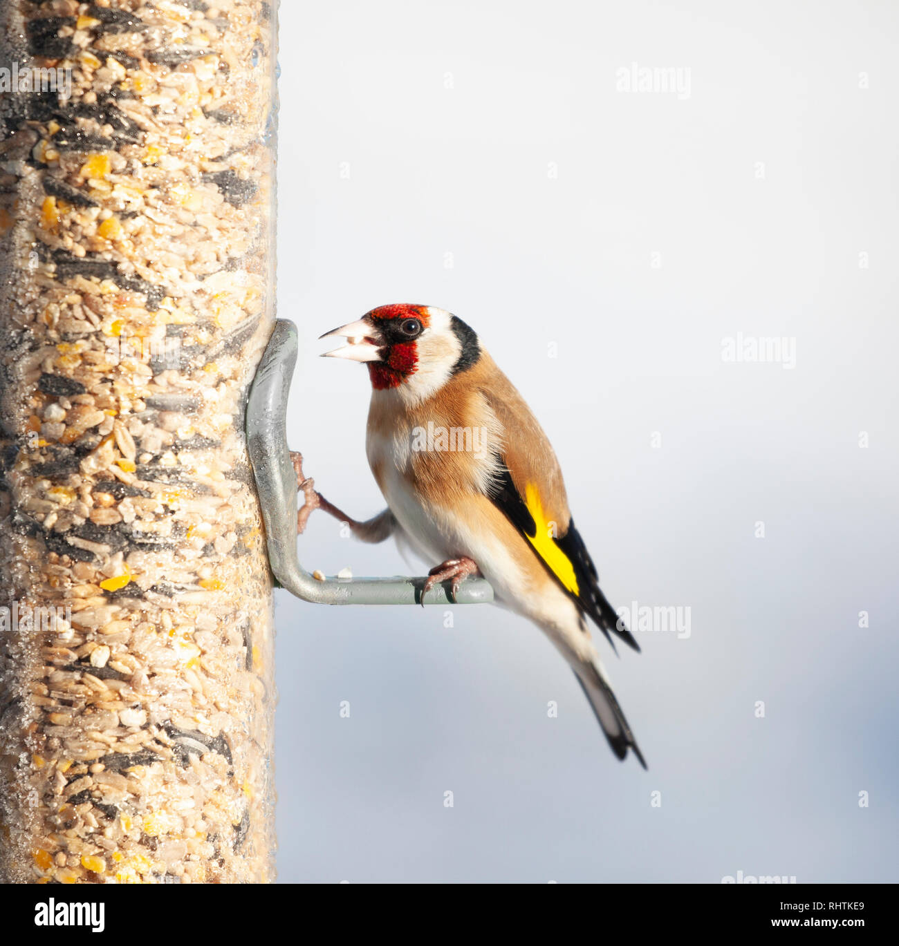 European Goldfinch, Carduelis carduelis, perched on a bird feeder filled with mixed seeds, against a totally defocussed snowy background. It has a see Stock Photo