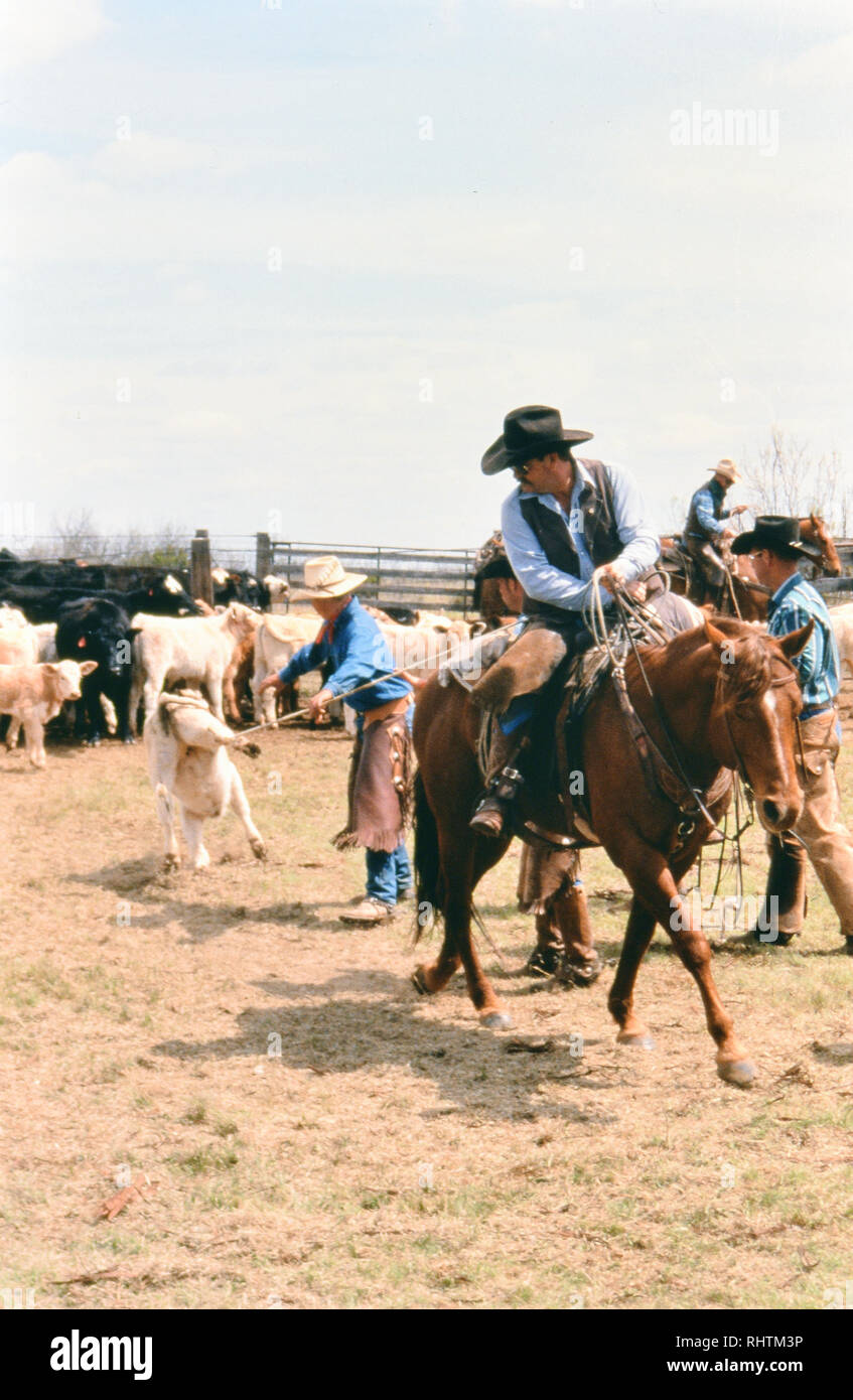 A cowboy on a Texas ranch dragging a calf to the fire in 1998. Stock Photo