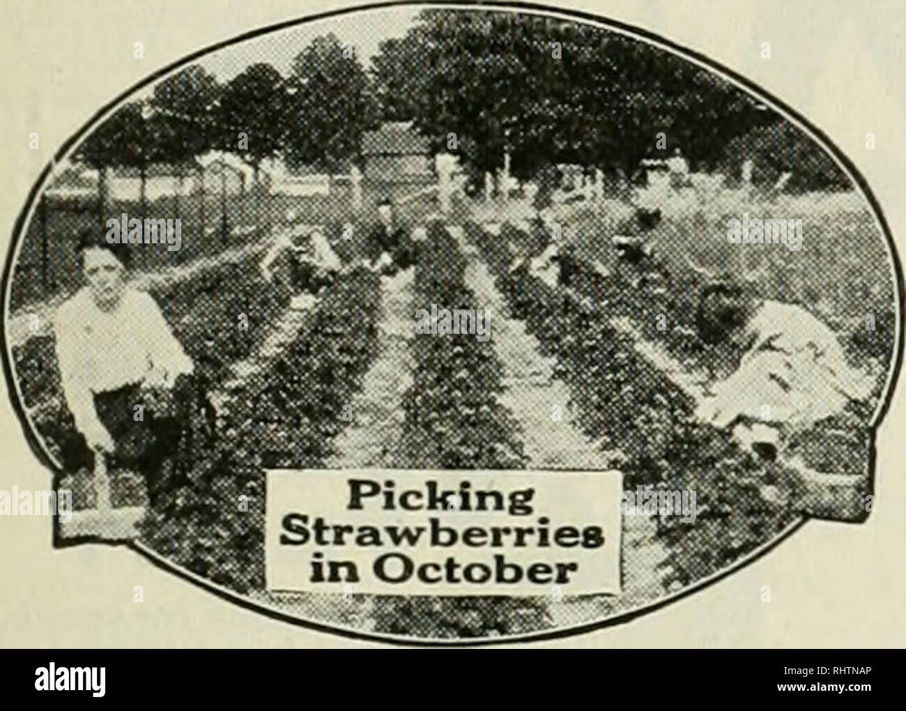 . Better fruit. Fruit-culture. 79/; &quot;Great Crops of (Strawberries;  and How To Grow Them&quot; Lj ^L is the best and most complete book on ^k Strawberry GrowinR ever written. It fully ex- « plains the KELLOGG WAY of Rowing two V biR crops each year—a big profit in the Spring . I and a bigger profit in the Fall. Tells e%erv- m m thinK about strawberry growing from start to M # finish. Write for thia book and learn how to Q^^r supply your family with delicious strawberries the year 'round without cost, and how to mako S5Q0 to $1200 per acre each year. The book is i'^RKE.. Strawberries grro Stock Photo