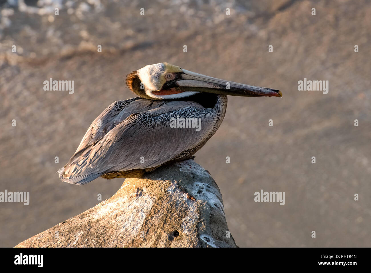 California Brown Pelican Precariously Perched atop a Rocky Prominence Stock Photo