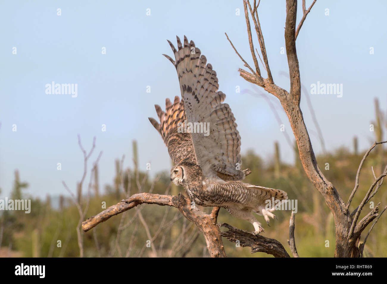 Great Horned Owl taking off in Flight Stock Photo - Alamy, image size:1300x956