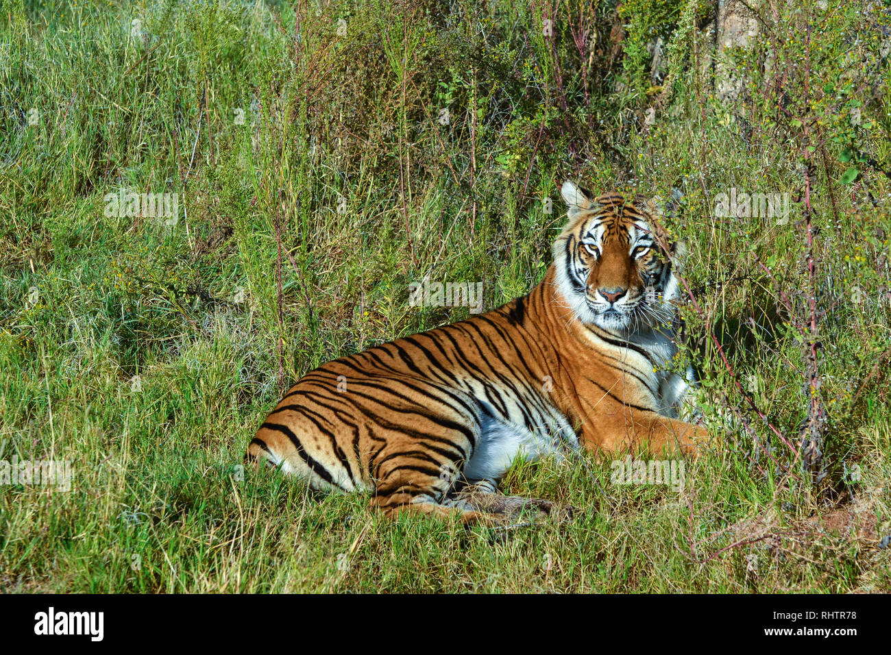 Tiger Resting in the Long Grass Stock Photo