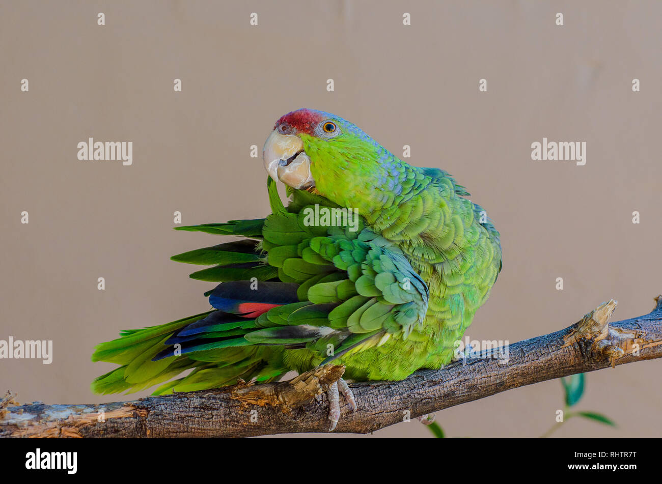 Lilac-crowned Amazon Parrot Grooming her Feathers Stock Photo