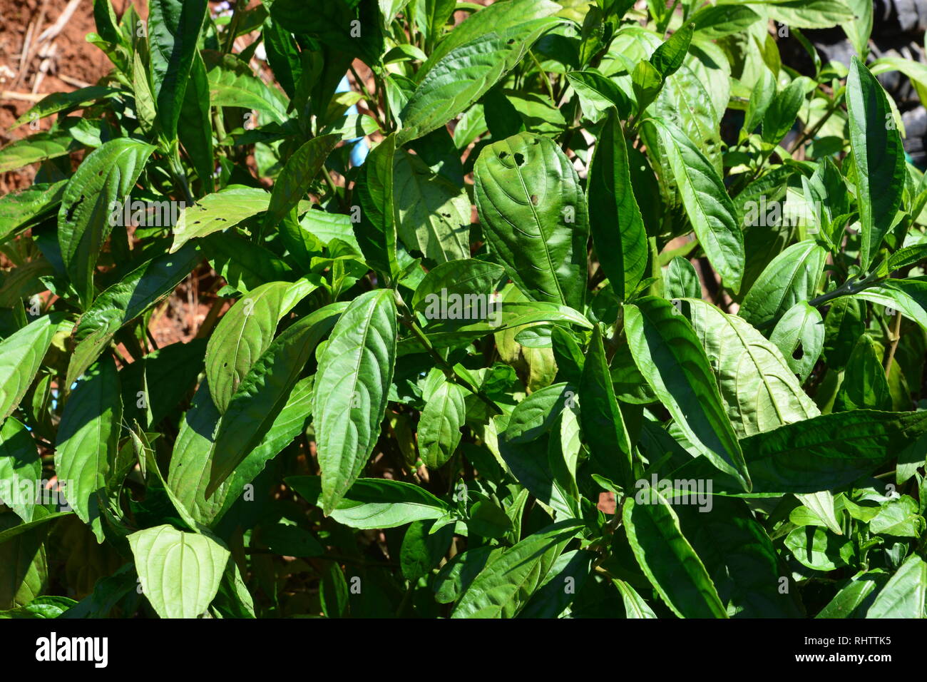 Indigo leafs on tree (Indigofera tinctoria L) Stock Photo