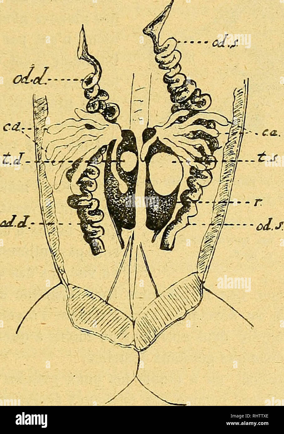 Tissu adipeux hi-res stock photography and images - Alamy