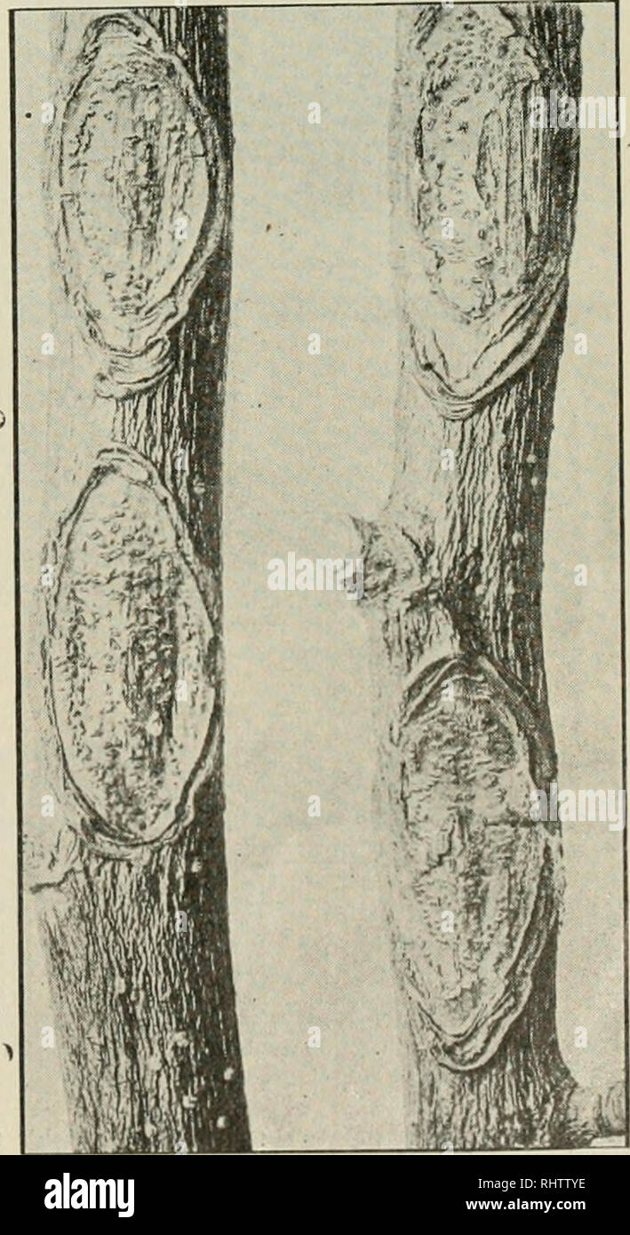Better Fruit Fruit Culture And Frequent Fogs It Is To Be Expected That Under Those Conditions Consider Able Infection Of The Fruit Will Take Place It Was Thought Desirable To Apply An