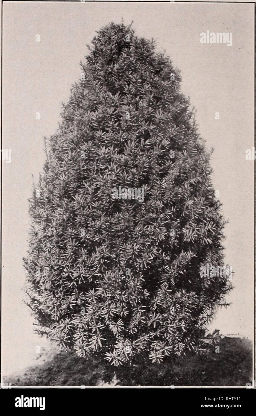 . Better fruits and flowers : 1936. Berries Catalogs; Flowers Catalogs; Plants Catalogs; Horticulture Catalogs; Perennials Catalogs; Fruit Catalogs; Shrubs Catalogs; Commercial catalogs New Jersey Little Silver. Koster Blue Spruce {Picea pungens kosteri). Hicks Yew {Taxus media hicksi) YEW • Taxus Evergreens with the blackest of green fohage. Hicks Yew (T. media bicksi). 8 to 10 ft. A splendid accent plant, being narrow and columnar with dark green fohage. Good for formal work and well adapted for a &quot;hmited space&quot; planting. Very hardy. Each: 18 to 24 in.-82.03, 2 to 2ft. 83.00, 23^ t Stock Photo