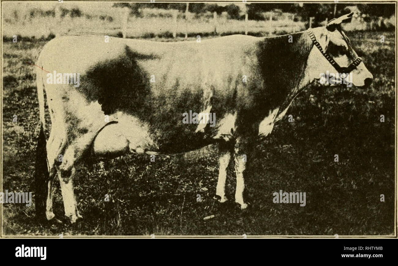 . Better dairy farming; the breeding, feeding, handling and care of