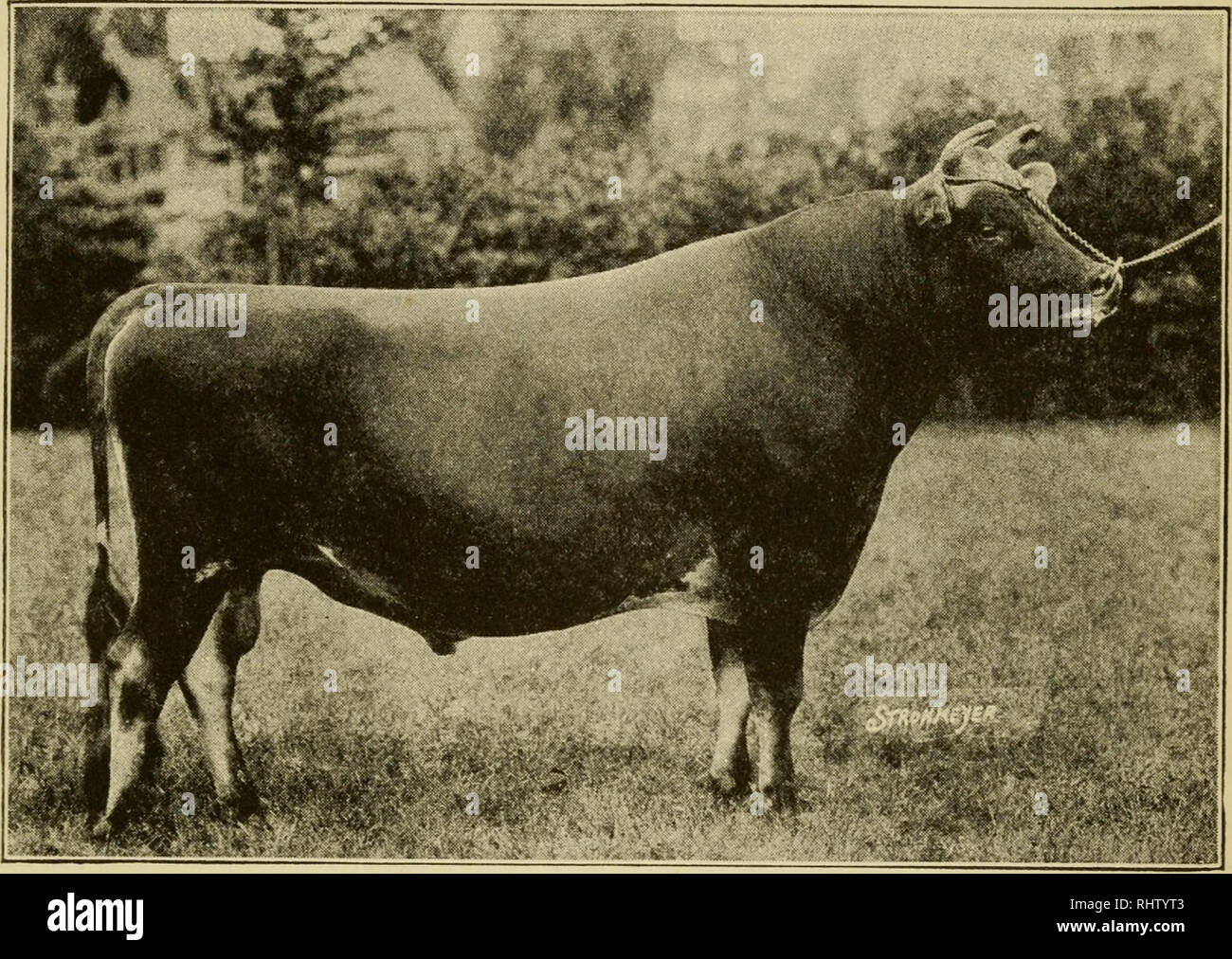 jersey bull