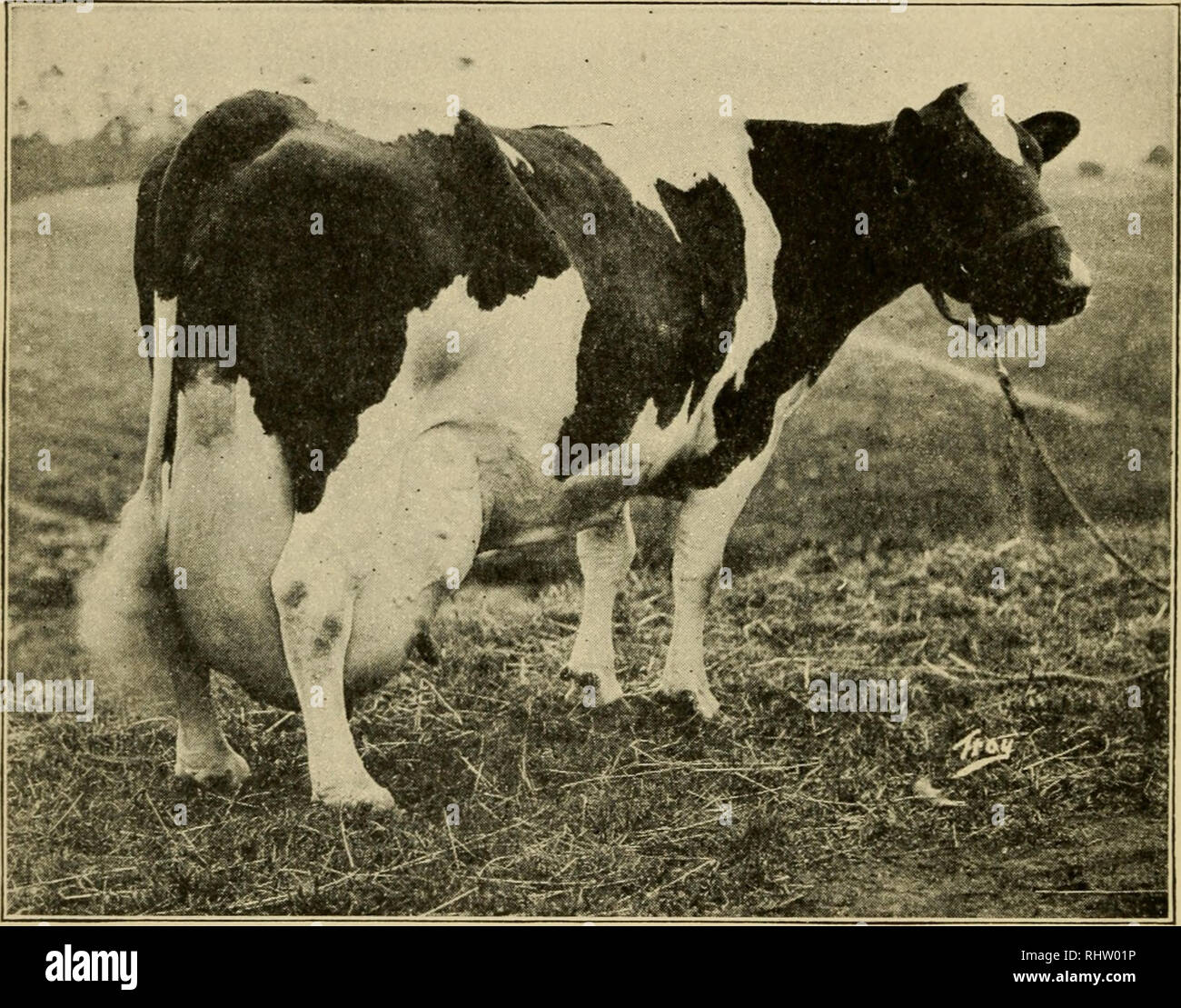 When does a cow start producing milk before calving