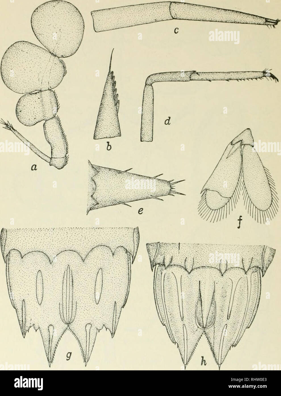 . Bernice P. Bishop Museum bulletin. Natural history; Ethnology; Botany. 32 Benticc P. Bishop Museum—BuUcliii. Figure 3. Camera lucida drawings of features of Hyiiicnod-ro clcgims, and telsons of Gonodactyhis chiragra and Gonodactylus chiragra var. siiiithii: a. third maxillipcd of left side X 6; fr. serrated spinulc of medial border of second segment of third maxilliped (greatly enlarged) ; c, terminal segments of first walking leg X 10; d, posterior walking leg X 6: c, dorsal surface of telson X 6; f, uropod of left side X 5 g, telson of Gonodactylus chiragra var. smithii X g; h, telson of  Stock Photo