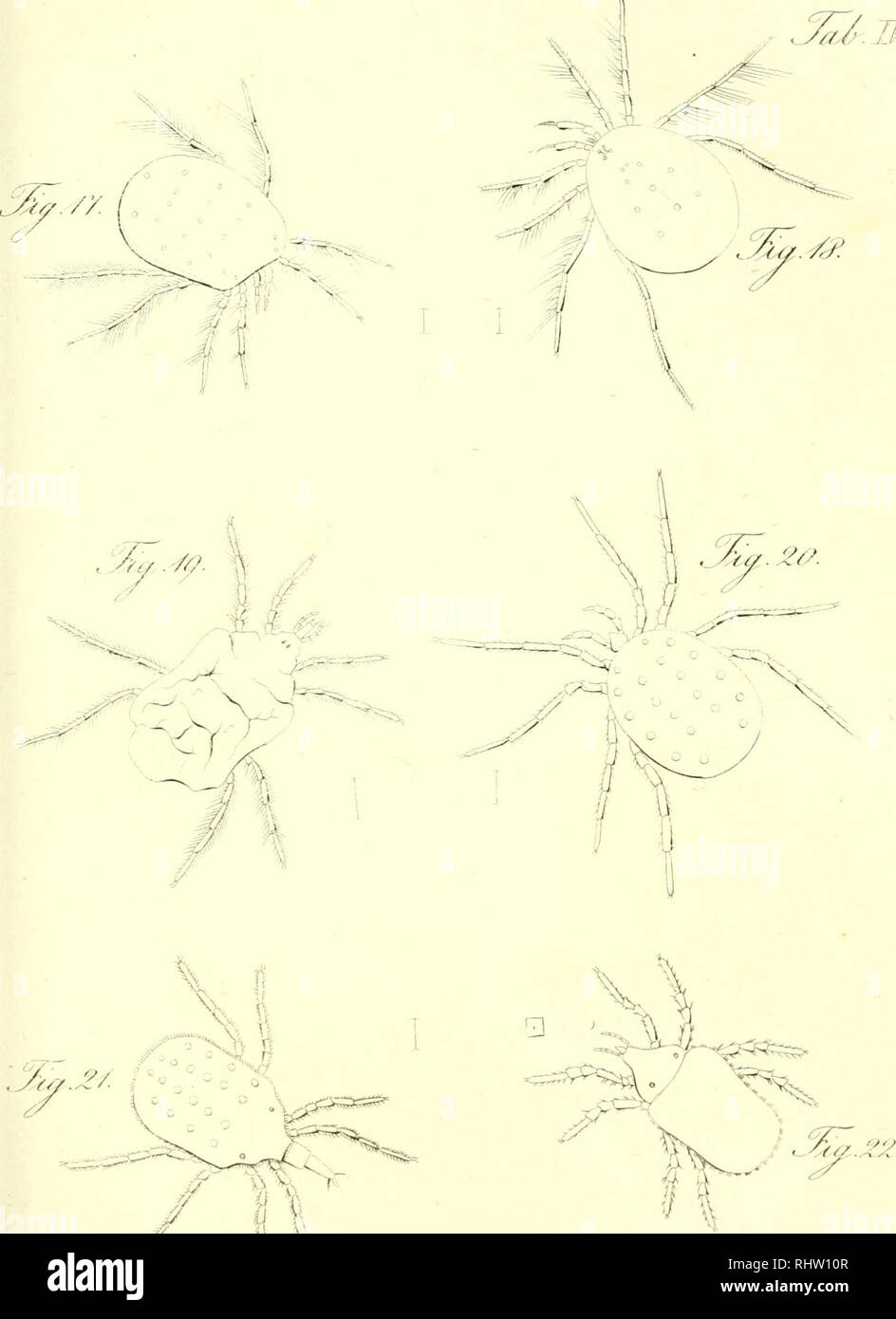 . Übersicht des arachnidensystems. Arachnida; Arthropoda. 'J/m. '^ 1%'--/ - .jSES*=»^. Please note that these images are extracted from scanned page images that may have been digitally enhanced for readability - coloration and appearance of these illustrations may not perfectly resemble the original work.. Koch, C. L, (Carl Ludwig. 1778-1857. Nürnberg, C. H. Zeh [etc. ] Stock Photo