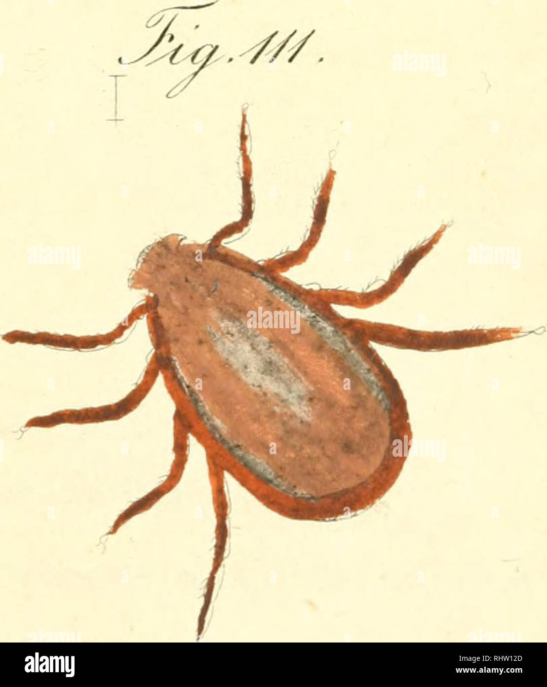 . Übersicht des arachnidensystems. Arachnida; Arthropoda. /. ^i V)/ .. Please note that these images are extracted from scanned page images that may have been digitally enhanced for readability - coloration and appearance of these illustrations may not perfectly resemble the original work.. Koch, C. L, (Carl Ludwig. 1778-1857. Nürnberg, C. H. Zeh [etc. ] Stock Photo