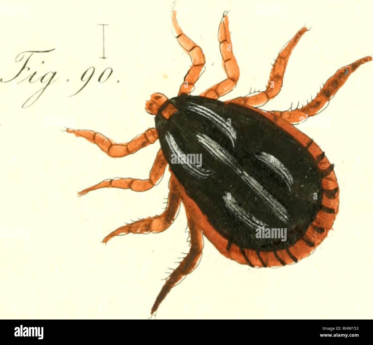 . Übersicht des arachnidensystems. Arachnida; Arthropoda. ZZf-^aL/( //////^.,/ ///././ /. Please note that these images are extracted from scanned page images that may have been digitally enhanced for readability - coloration and appearance of these illustrations may not perfectly resemble the original work.. Koch, C. L, (Carl Ludwig. 1778-1857. Nürnberg, C. H. Zeh [etc. ] Stock Photo