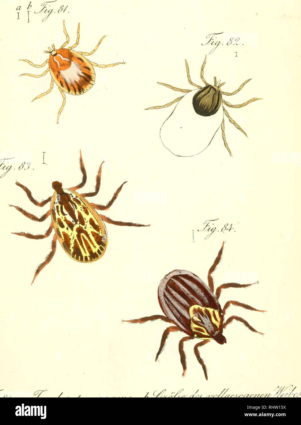 . Übersicht des arachnidensystems. Arachnida; Arthropoda. H a/.JTH. J^'a.^J. Please note that these images are extracted from scanned page images that may have been digitally enhanced for readability - coloration and appearance of these illustrations may not perfectly resemble the original work.. Koch, C. L, (Carl Ludwig. 1778-1857. Nürnberg, C. H. Zeh [etc. ] Stock Photo