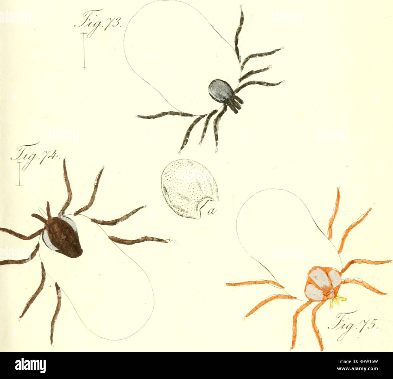 . Übersicht des arachnidensystems. Arachnida; Arthropoda. /^ V/, /j:r. Please note that these images are extracted from scanned page images that may have been digitally enhanced for readability - coloration and appearance of these illustrations may not perfectly resemble the original work.. Koch, C. L, (Carl Ludwig. 1778-1857. Nürnberg, C. H. Zeh [etc. ] Stock Photo