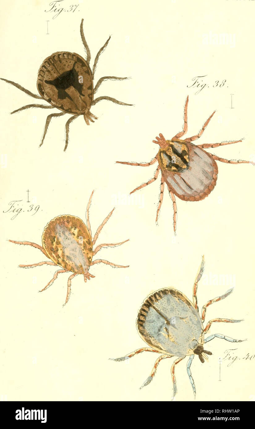 Abersicht Des Arachnidensystems Arachnida Arthropoda 3 Y A A A A Y A R Oy 30 7 Yyryy A Yvr P 7 Rj Z Y Z Y A R Yr Please Note That These Images Are