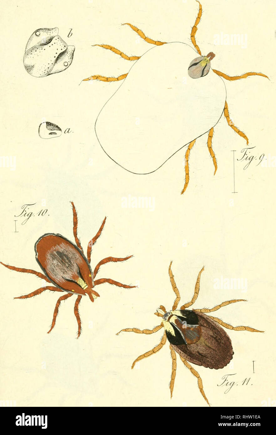 . Übersicht des arachnidensystems. Arachnida; Arthropoda. Jal.lU.. Please note that these images are extracted from scanned page images that may have been digitally enhanced for readability - coloration and appearance of these illustrations may not perfectly resemble the original work.. Koch, C. L, (Carl Ludwig. 1778-1857. Nürnberg, C. H. Zeh [etc. ] Stock Photo