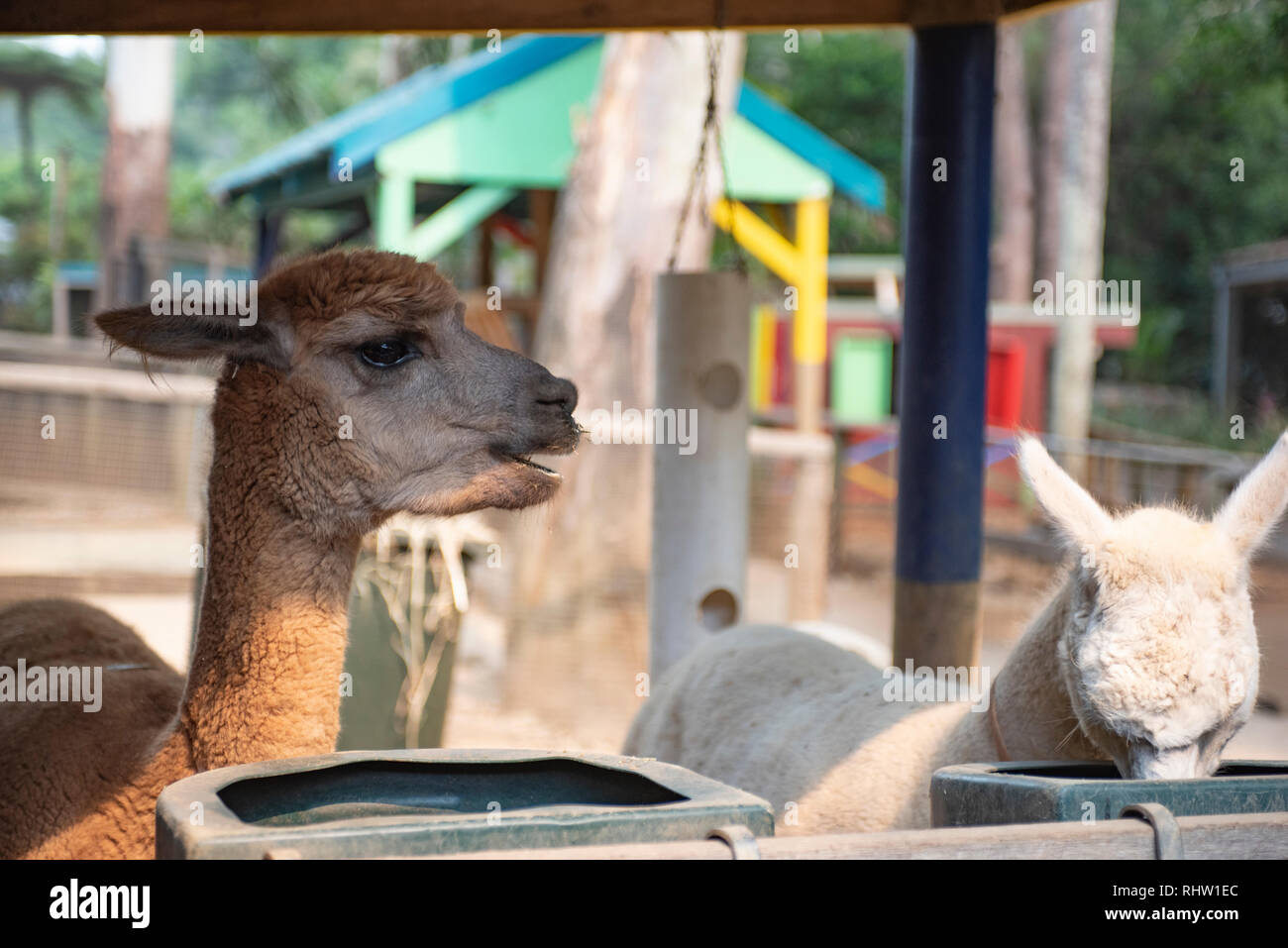 Alpaca, Knockrow, New South Wales, Australia Stock Photo