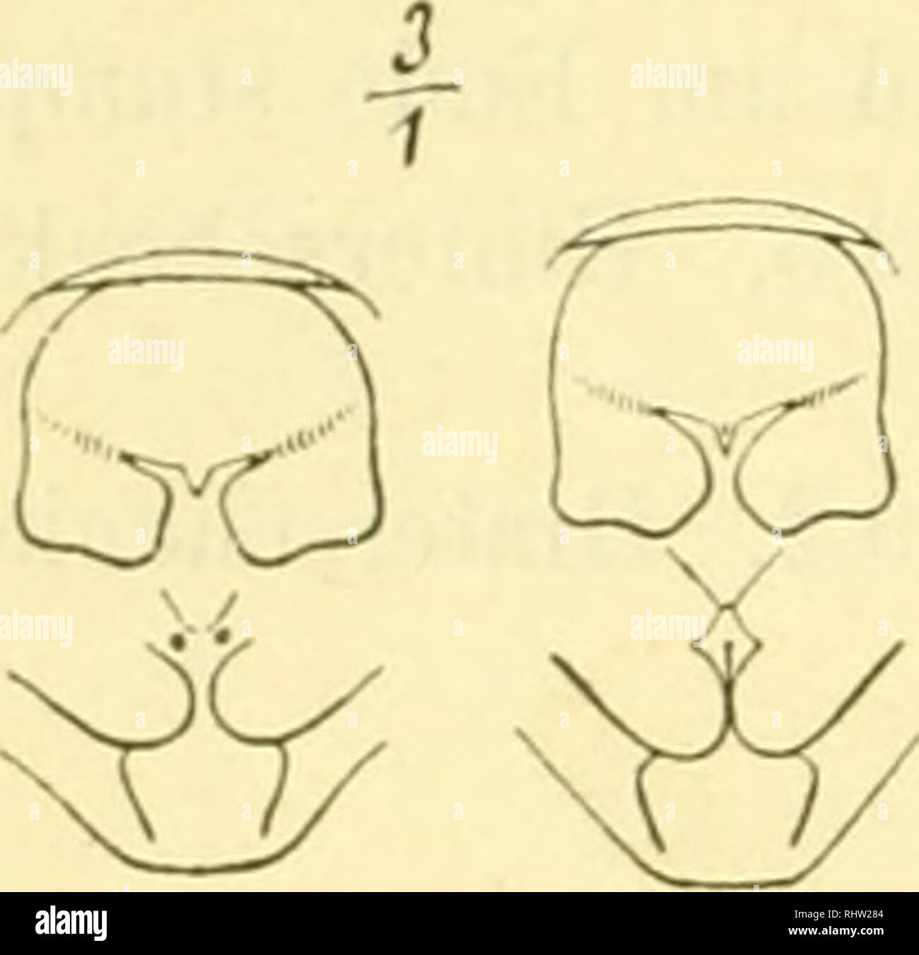 Catantops hires stock photography and images Alamy