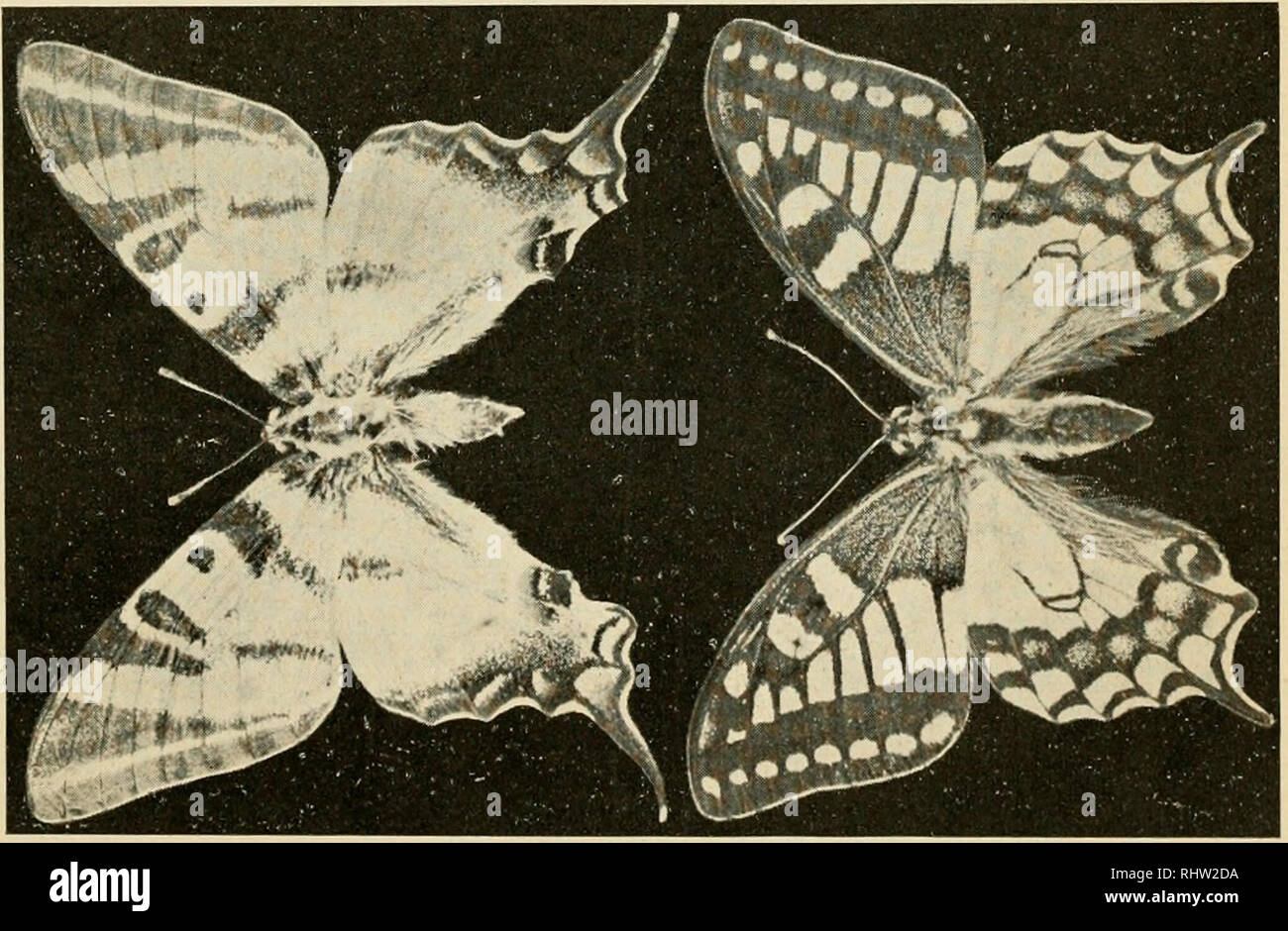 . Berliner entomologische Zeitschrift. Entomology; Insects. Fig. 10—12 Drep. lacertinaria tacoraria P. Seh., Fig. lü u. 11 qq, Fig. 12. Fig. 13. Pap. podalirius forma punctata O. Schultz, (s. S. 121.) Fig. 14. Pap. m a c h a 0 n forma dissoluta 0. Schultz, is. S. 122.). Please note that these images are extracted from scanned page images that may have been digitally enhanced for readability - coloration and appearance of these illustrations may not perfectly resemble the original work.. Berliner Entomologischer Verein. Berlin : Berliner Entomologischer Verein Stock Photo