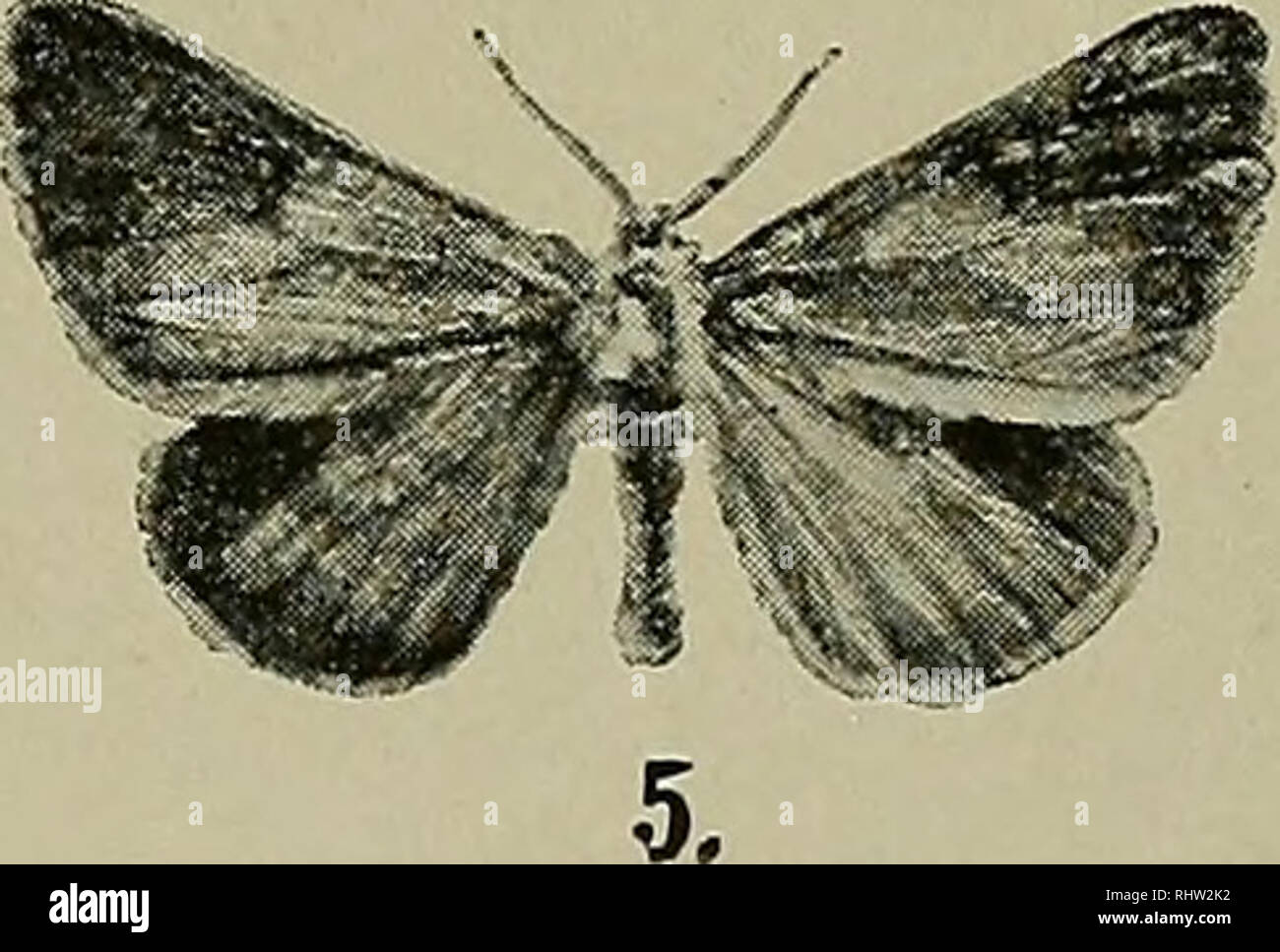 . Berliner entomologische Zeitschrift. Entomology; Insects. 3.. 6. 1. Abrax. marginata ab. mediofasciata Huene. 2. Abrax. marginata ab. staphyleata Huene. 3. Cheimat. brumata ab. hyemata Huene. 4. Boarmia cinctaria ab. pascuaria Huene. 5. Bupalus piniarius ab. anomalarius Huene. 6. Halia loricaria ab. cinerosaria Huene. 7. Cidaria bicolorata ab. guttata Huene. 8. Cidaria fluctuata ab, semifasciata Huene. 9. Cidaria montanata ab. lapponica Stgr. 10. Abrax. grossulariata ab. flavofasciata Huene.. Please note that these images are extracted from scanned page images that may have been digitally en Stock Photo