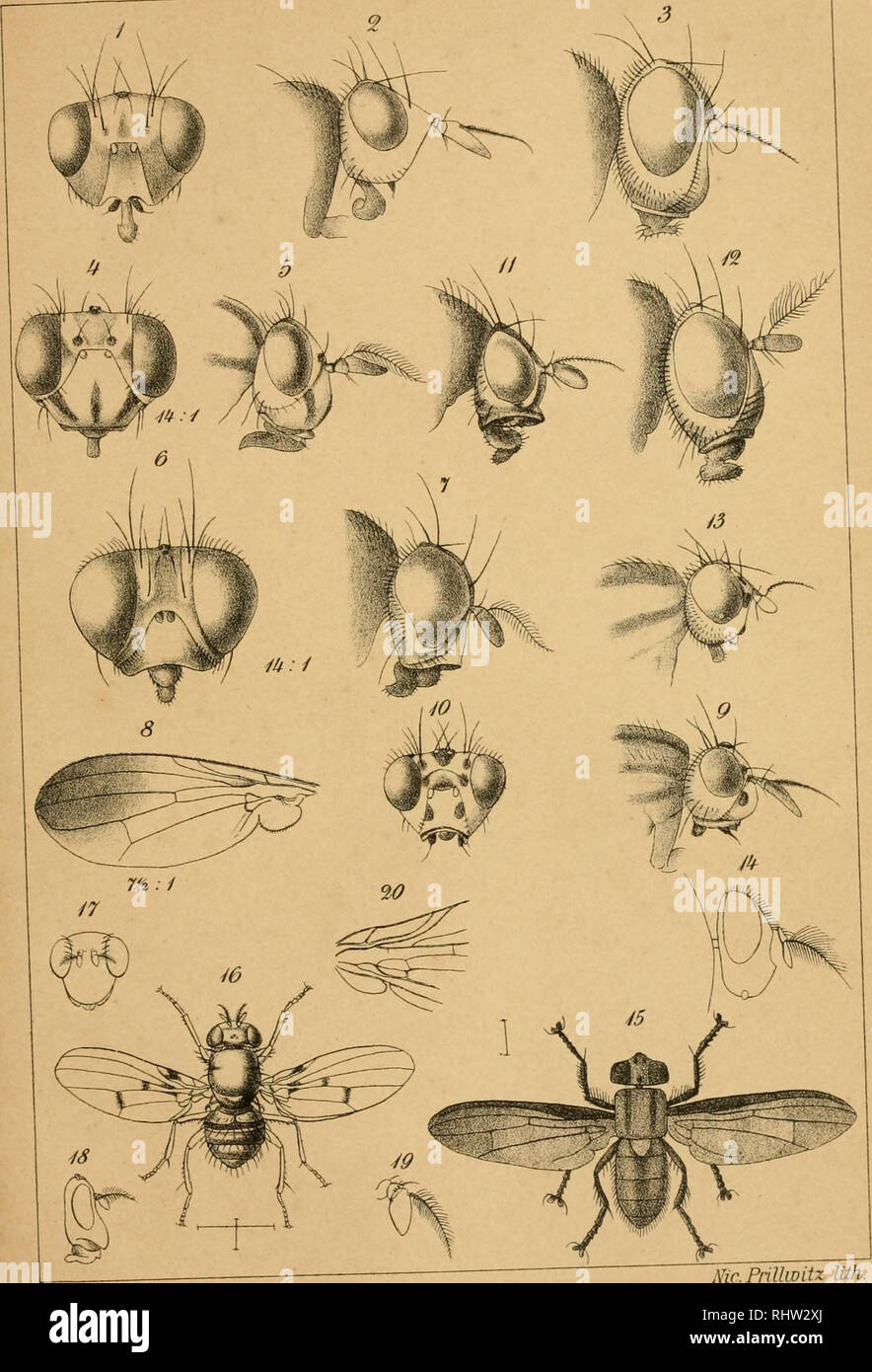 . Berliner entomologische Zeitschrift. Entomology; Insects. Berliner entom. Zeitschrift, Bd.XL. TaF.I.. Mr.Frillwitz Wh. Fia 1 2-Paroecus s^gn.ü^cs L^. 5; 1,-osopoMyiapallida L^.4, ö: Physogenm^ SitoMacq. 6, 7, 8: li/oneura imhutaWieö. 9,10: Pachycenr^setuormsF^U. 14 15: Physogenua mcii. 16, 17, 18, 19, 20: Xaw^eiina Walker.. Please note that these images are extracted from scanned page images that may have been digitally enhanced for readability - coloration and appearance of these illustrations may not perfectly resemble the original work.. Berliner Entomologischer Verein. Berlin : Berliner  Stock Photo