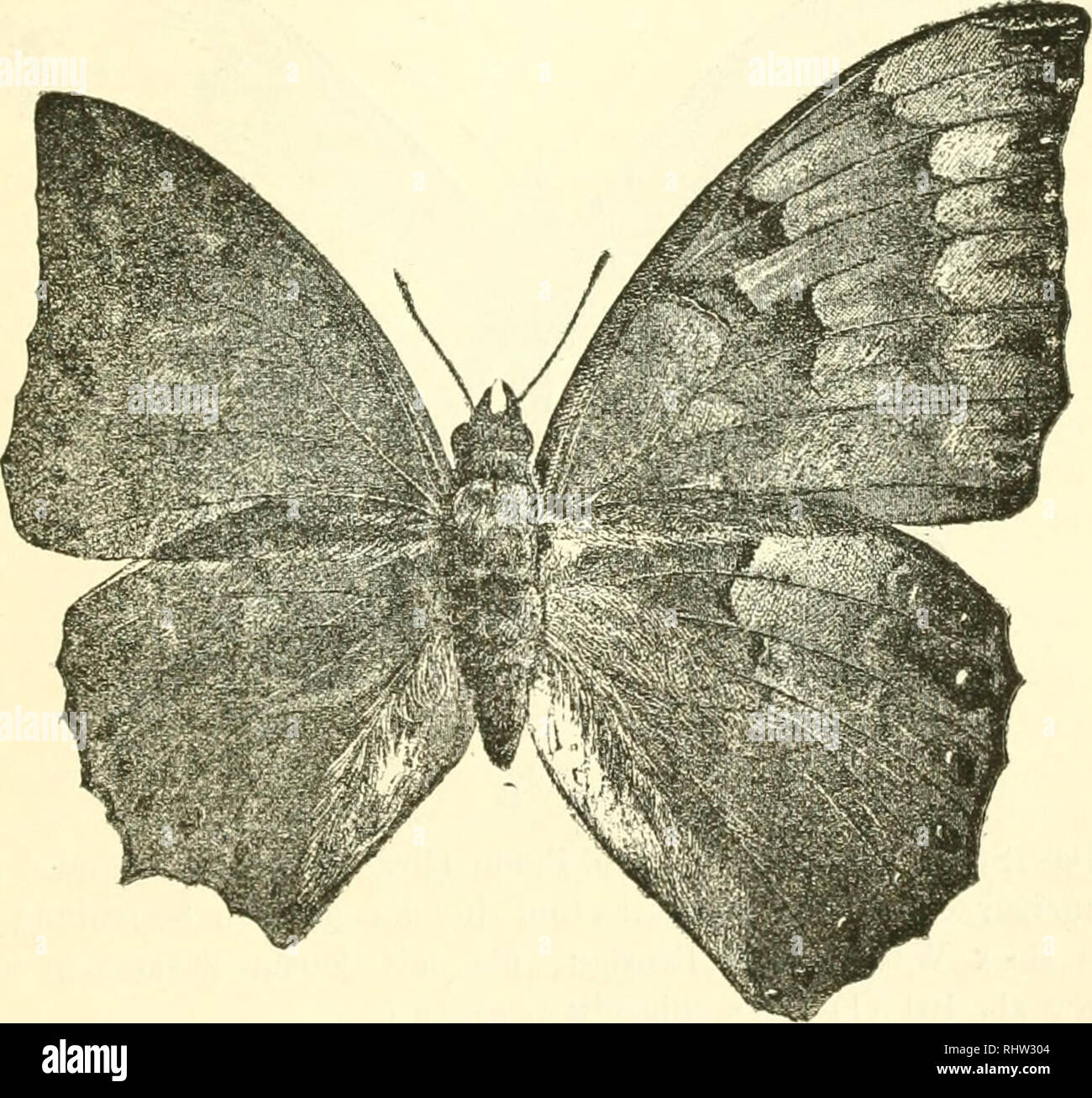 . Berliner entomologische Zeitschrift. Entomology; Insects. Mom