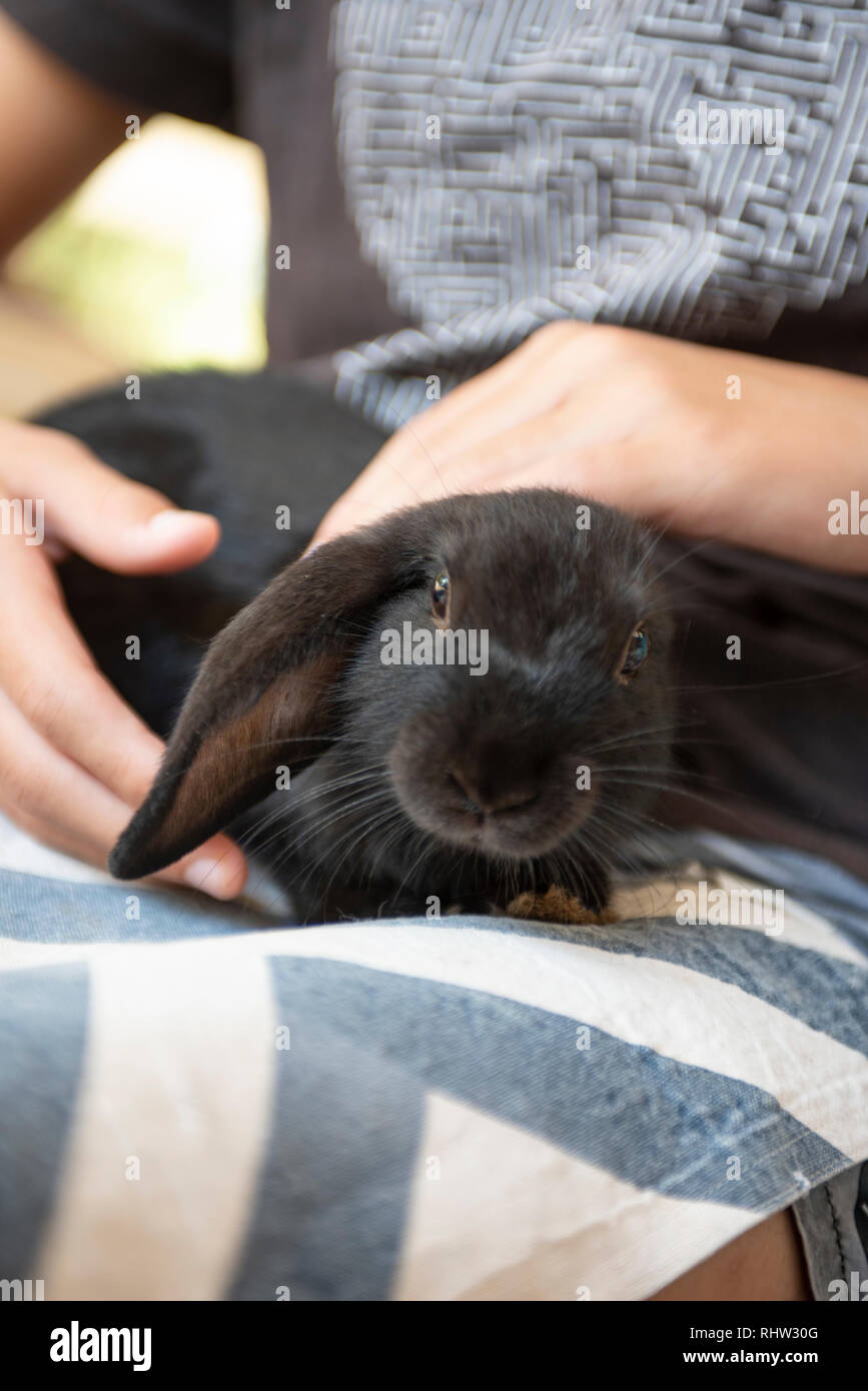 Rabbit petting, Knockrow, New South Wales, Australia Stock Photo Alamy