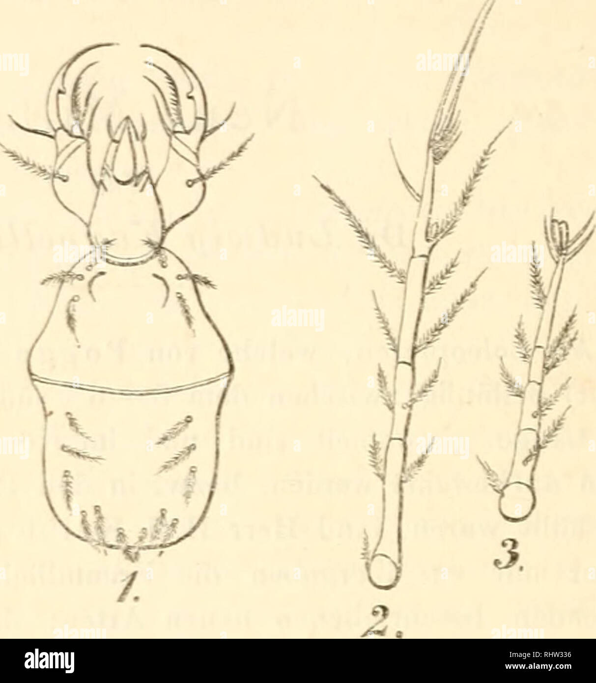 . Berliner entomologische Zeitschrift. Entomology; Insects. 232 Ludwig Karpettes: Erklärung der Figuren. Fig. 1. Cheyletus rufus n.sp. Rücken-Ansicht. Fig. 2. Erstes Fusspaar Fig. 3. Zweites ., derselben Art. Fig. 4. Längenverhält- niss der Füsje dersel- ben Art. Fig. 5. Cheyletcs pa- rumseto8us n. sp. Bauch-Ansicht. Fig. 6. Längen verhält- niss der Füsse dieser An.. ¥-.. Please note that these images are extracted from scanned page images that may have been digitally enhanced for readability - coloration and appearance of these illustrations may not perfectly resemble the original work.. Berl Stock Photo