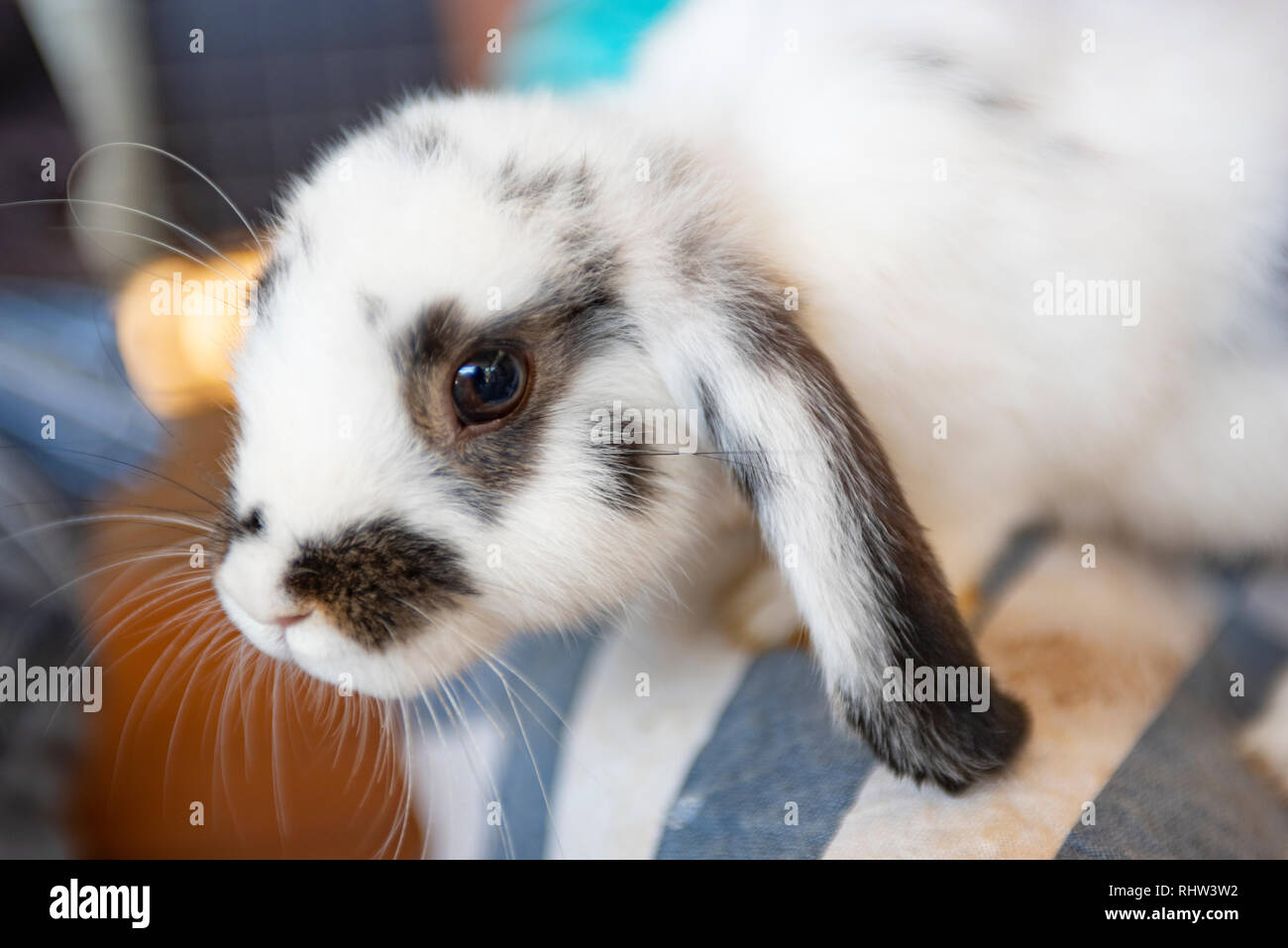 Rabbit petting, Knockrow, New South Wales, Australia Stock Photo Alamy