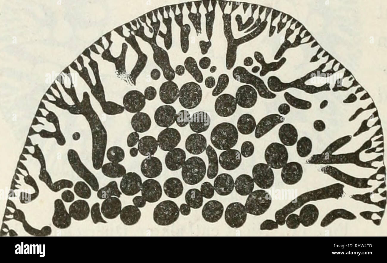 . Berichte der Naturforschenden Gesellschaft zu Freiburg i. Br. Science. Steinmann : [70. würden sich mit dunklem Schlamm füllen, während die Kalkmasse des Skelets in Folge von Umkrystallisation zu Kalkspath hell durch- sichtig erschiene. Denken wir uns also das Bild der Fig. 11 als nega- tives, so tritt die Uebereinstimmung mit den hohlen Exemplaren von Boueina, wie sie der Schliff in Fig. 3 (S. 4) darstellt, klar zu Tage. Anders liegen die Verhältnisse bei den annähernd walzigen Gliedenden von Halimeda opuntia. Ihre zentrale Partie wird noch von den dicht gedrängten Zellschläuchen des Markge Stock Photo