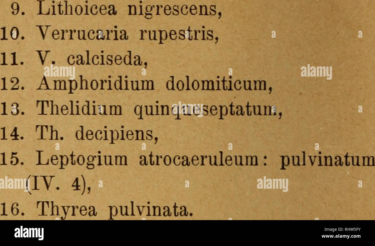 . Berichte der Bayerischen Botanischen Gesellschaft zur Erforschung der heimischen Flora. Botany; Botany. - 48 - 1. Parmelia obscura cycloselis,. Solorina saccata (III. 1), 2. Placynthium nigrum, 3. Physcia decipiens, 4. Ph. murorum, 5. Acarospora glaucocarpa, 6. Aspicilia calcarea: concreta, 7. Biatora rupestris: rufescens, 8. Bilimbia sabuletorum (IV. 4), Y. 2: Mörtel, mortarium. Die beiden mit * bezeichneten Flechten wurden um München nur auf Mörtel beobachtet. Den steinbewohnenden Flechten können die auf dem Mörtel der Mauern sich einfindenden Arten angereiht werden. Es sind mit Ausnahme d Stock Photo