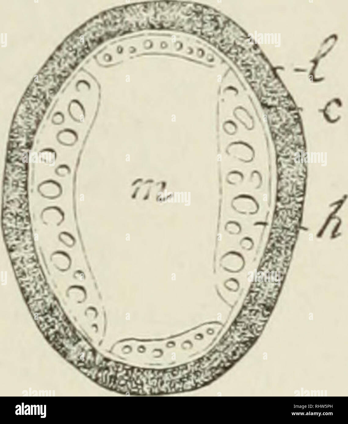 Cambium schema hires stock photography and images Alamy