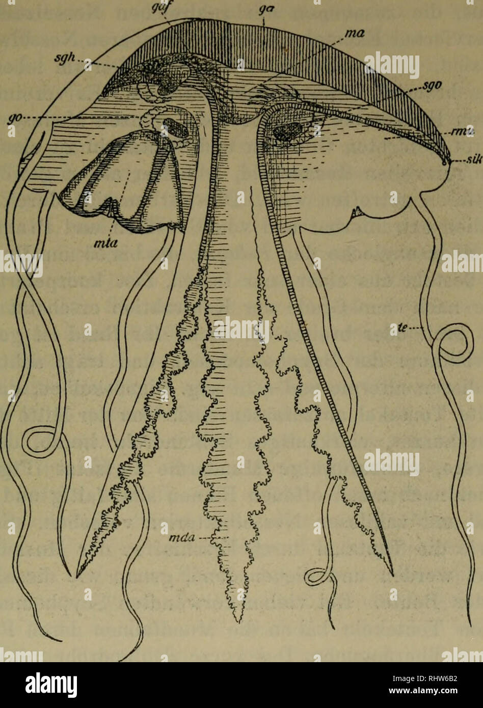 . Bericht der Senckenbergischen Naturforschenden Gesellschaft in