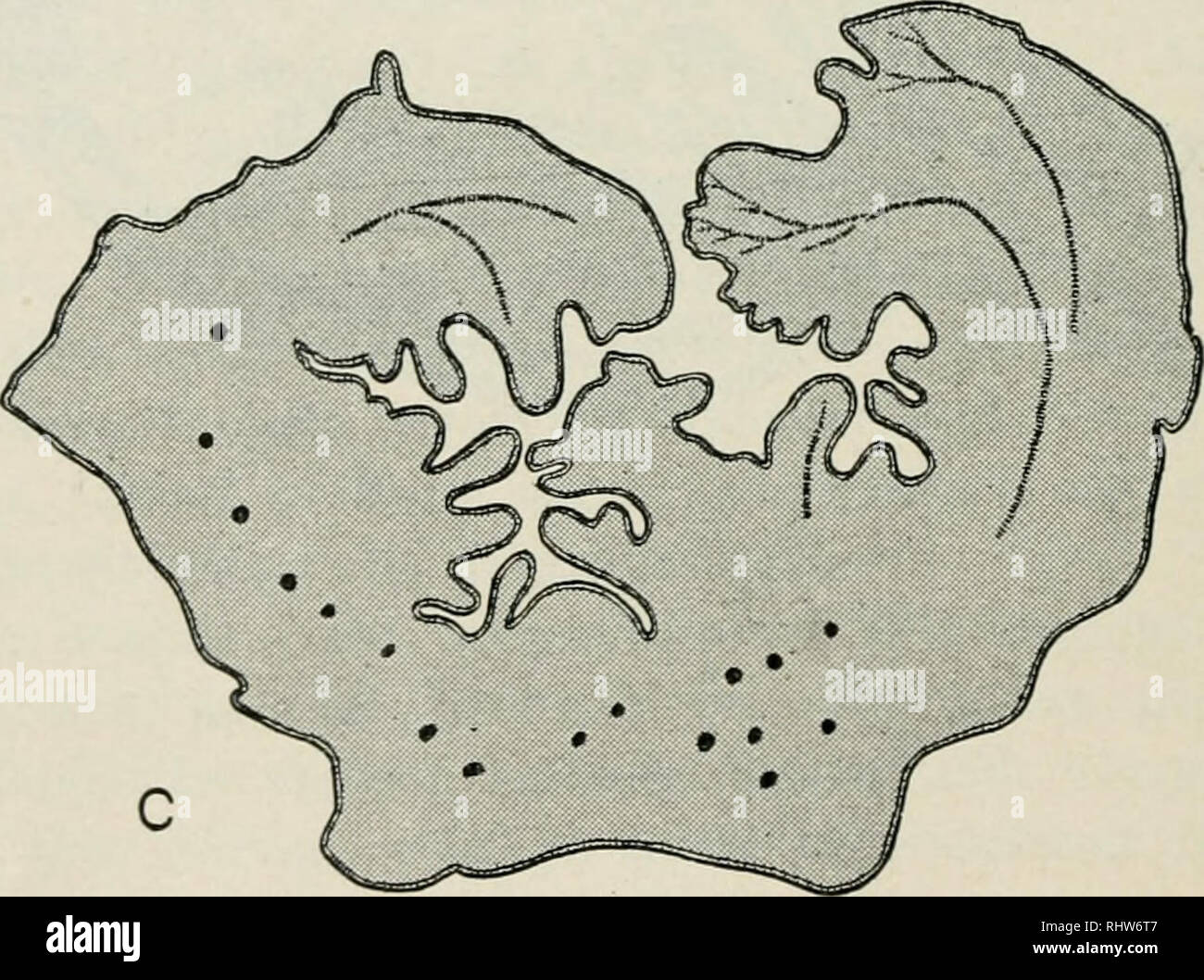 . Berichte der Deutschen Botanischen Gesellschaft. Plants; Plants