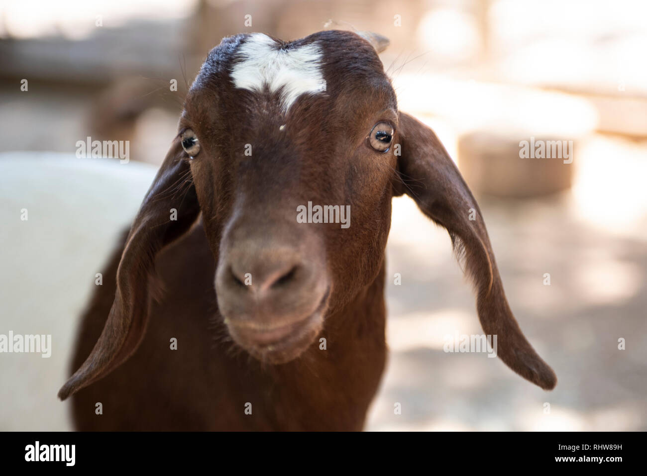 Goat, Knockrow, New South Wales, Australia Stock Photo