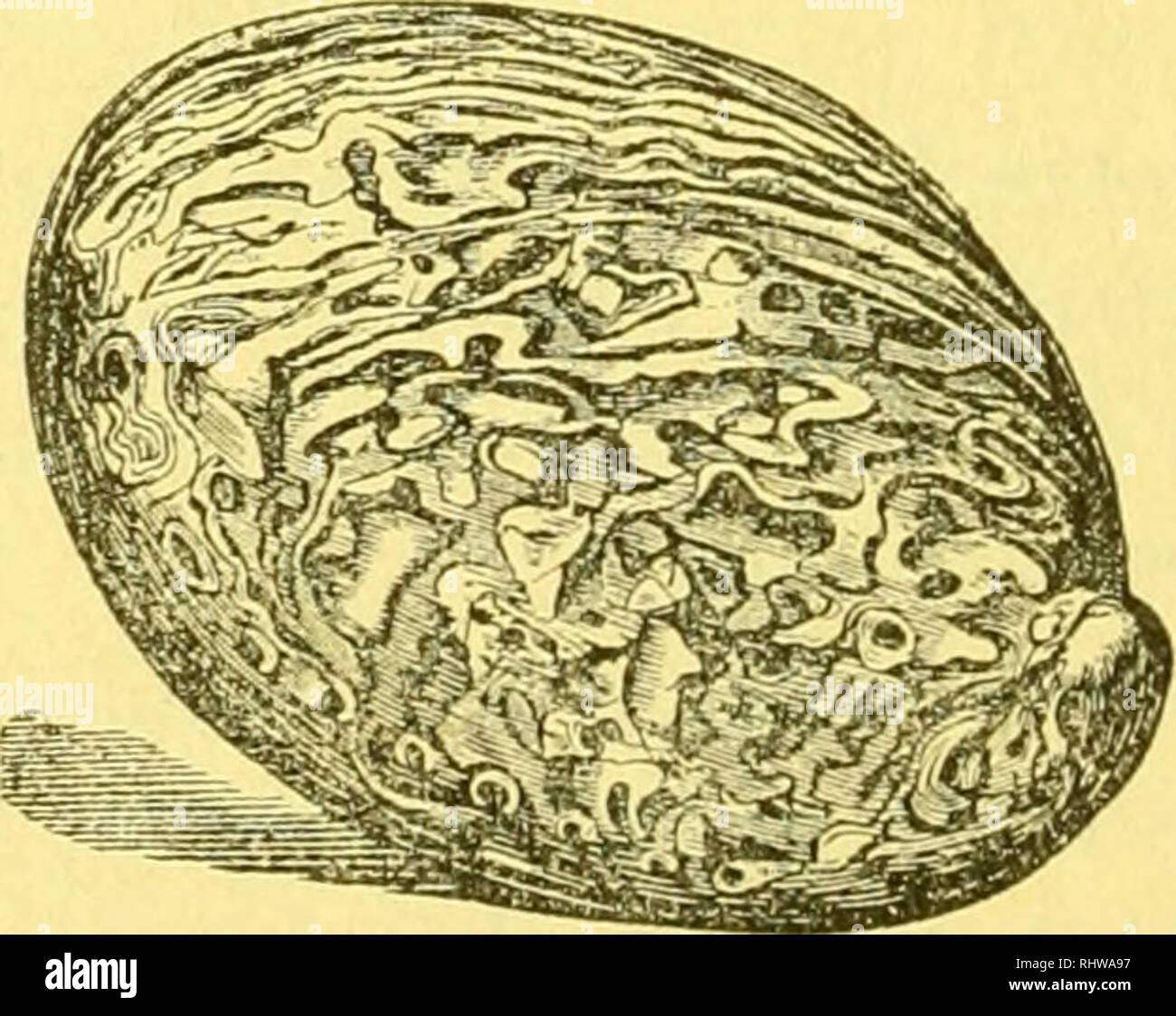Page 3 Byssus High Resolution Stock Photography And Images Alamy