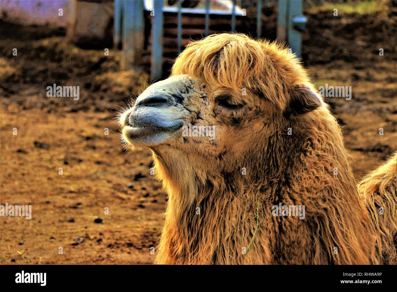 Dark Brown Camel High Resolution Stock Photography And Images Alamy
