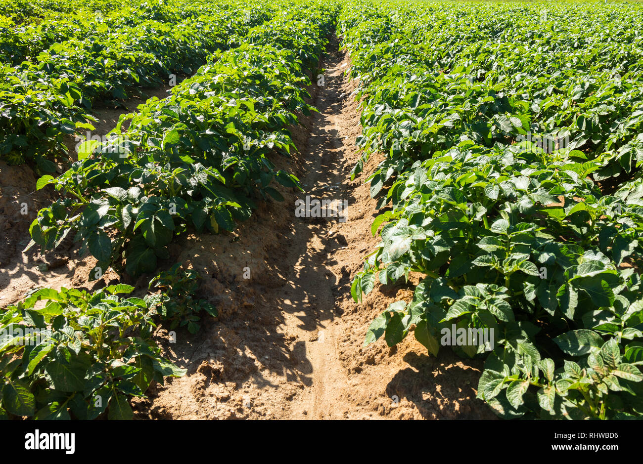 Large potato field with potato plants planted in nice straight rows Stock Photo