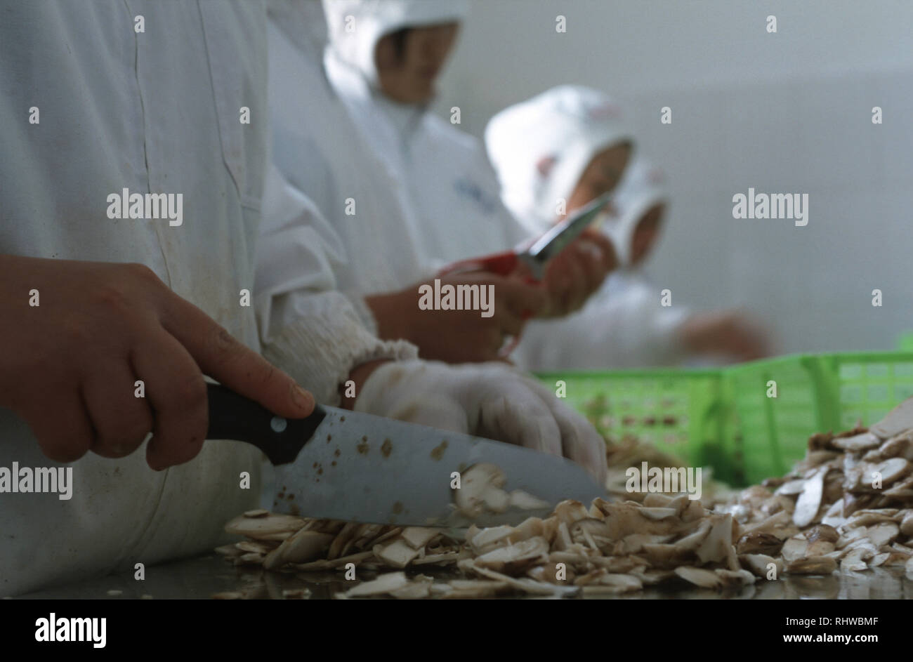 Factory workers sort and slice fresh matsutake mushrooms in Zhongdian, northern Yunnan. Prized by Japanese food lovers, when stocks were wiped out by  Stock Photo