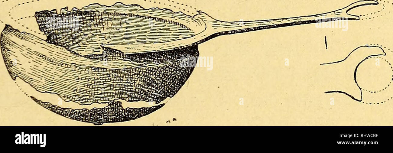 Get Under havet scene dekorationer For iPhone Free Under Havet Scene Dekorationer