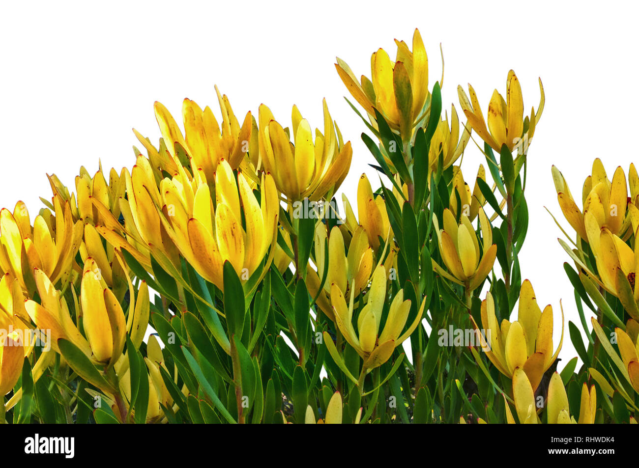 Yellow flowers, Gold Strike, with white background Stock Photo