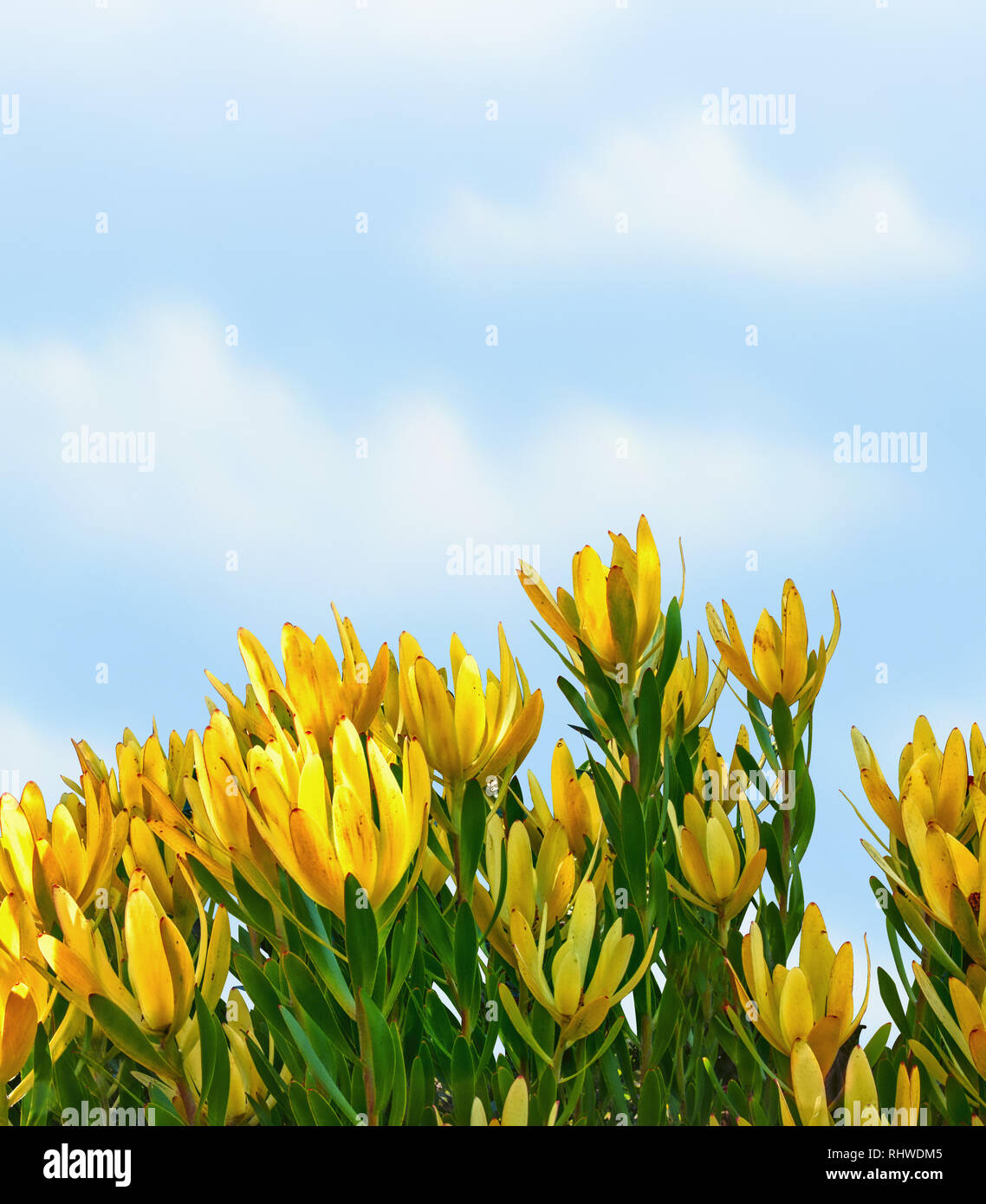 Yellow flowers, Gold Strike, with fluffy clouds Stock Photo