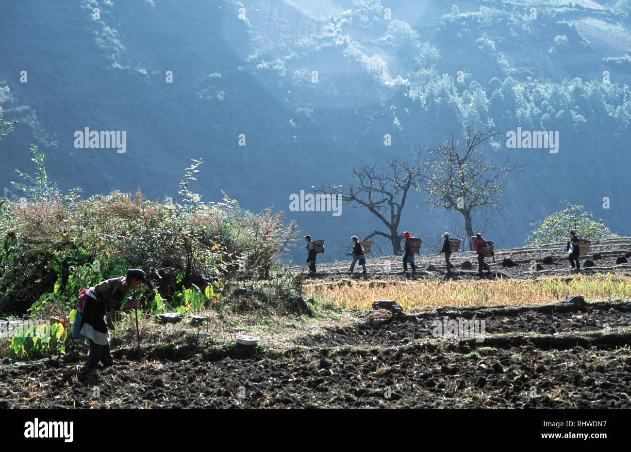 Women distributing compost from the pig sty on their rice paddies in the small village of Cizhong on the Mekong River in Northern Yunnan. Ethnic Tibet Stock Photo