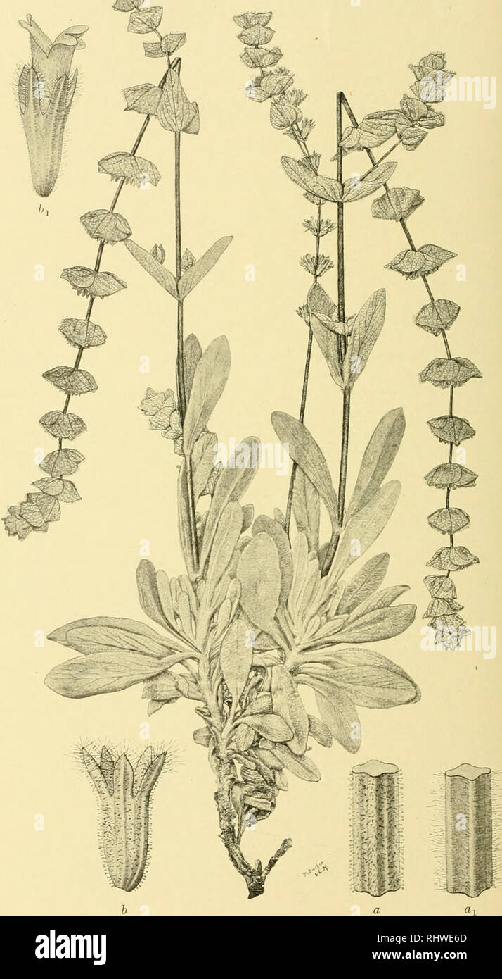 . Bergens Museums skrifter. Science. 152 List of Spontaneous Vascular Plants, Utberto observed in Cyprus. T. Folium L. Sp. pi. ed. 1, 566 (17.53); Clarke, Travels, Vni, 448; Boiss. Fl. orient. IV, 821; Kotschy, Cypern, 277. subsp. T. micropodioi- desRouy in Le Naturaliste, 11 (1882); Celak. in Botan. Centralbl. XIV, 154; Boiss. Fl. orient. Suppl. 364. T. Polium t purpurascens Benth. in DC. Prodr. XII, 592 (1848). p. p.; Kot- schy, Cypern, 277; Sintenis et Eigo, Iter cyprium, No. 566. T. Folium P romim Boiss Fl orient. IV, 821 (1879), p. p. Mfixlpa. On the whole my spe- cimens correspond very w Stock Photo