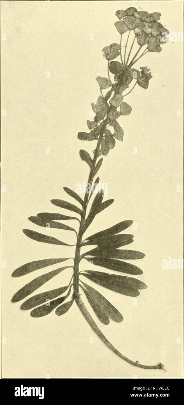 . Bergens Museums skrifter. Science. List of Spontaneous Vascular Plants, liitherto observed in Cyprus. 121 E. herniariaefolia Willd. Sp. pi. II, 902 (1799); Boiss. Fl. orient. IV, 1123; Kotscliy, ('.viirrii. â ir)9. Rocky places in the mountains. Near tlie summit of Cliionistra (UK). E. Piiralias L. Sp. pi. ed. 1, 458 (17ri;i); lioiss. Kl. iSand-duncs at Salamis (JH 45s and 4(')n). i&gt;rifiit. IV, 11 ao. E. Thouipsonii iiov. sp. â A'. Ki&gt;tsi ]iijiiu(i Kutscliy, Cypern, 3.59 (186.5); non Fenzl. E. Characias Tliomps.. Fl. Cypr. 338 (1906); non L.âProbaljiliter etiam E. sijlmticn Sil)tli. et Stock Photo